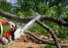 Darmstadt, IN Tree Removal and Landscaping Services Company